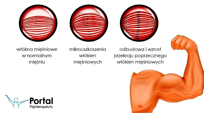 Jak mięśnie rosną po treningu? Czas regeneracji i kluczowe warunki